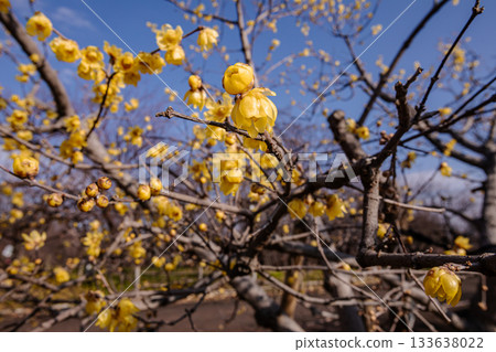 那些含蓄而優雅地綻放的花朵，經受住冬日的嚴寒，迎接溫暖的春天。 133638022