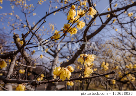 Flowers that bloom modestly and gracefully, enduring the cold of winter and welcoming the warm spring 133638023