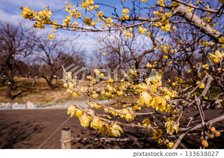 Flowers that bloom modestly and gracefully, enduring the cold of winter and welcoming the warm spring Flowers that bloom modestly and gracefully, enduring the cold of winter and welcoming the warm spring 133638027