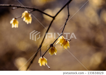 Flowers that bloom modestly and gracefully, enduring the cold of winter and welcoming the warm spring 133638029