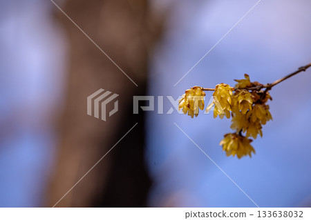 Flowers that bloom modestly and gracefully, enduring the cold of winter and welcoming the warm spring Flowers that bloom modestly and gracefully, enduring the cold of winter and welcoming the warm spring 133638032