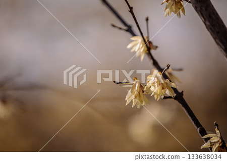 那些含蓄而優雅地綻放的花朵，經受住冬日的嚴寒，迎接溫暖的春天。 133638034