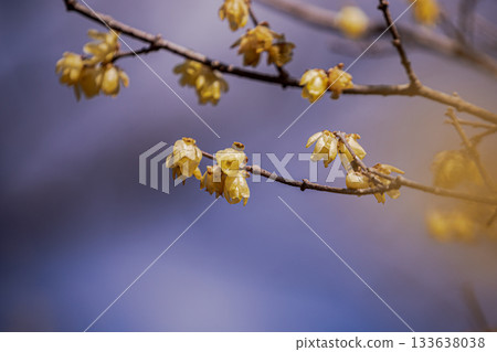 那些含蓄而優雅地綻放的花朵,經受住冬日的嚴寒,迎接溫暖的春天。 那些含蓄而優雅地綻放的花朵,經受住冬日的嚴寒,迎接溫暖的春天。 133638038