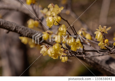 那些含蓄而優雅地綻放的花朵，經受住冬日的嚴寒，迎接溫暖的春天。 133638041
