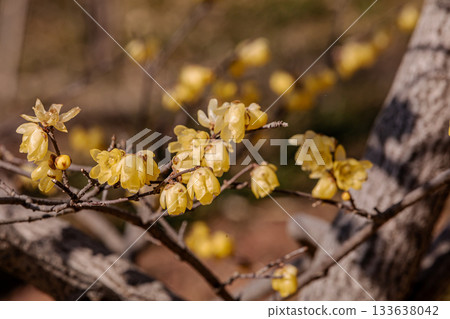 那些含蓄而優雅地綻放的花朵,經受住冬日的嚴寒,迎接溫暖的春天。 那些含蓄而優雅地綻放的花朵,經受住冬日的嚴寒,迎接溫暖的春天。 133638042