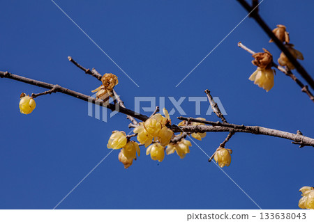 Flowers that bloom modestly and gracefully, enduring the cold of winter and welcoming the warm spring Flowers that bloom modestly and gracefully, enduring the cold of winter and welcoming the warm spring 133638043