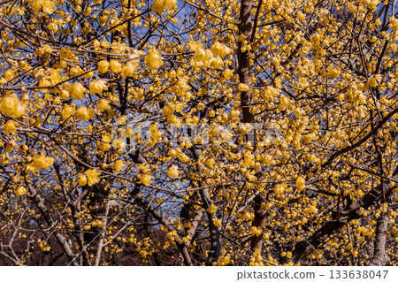 那些含蓄而優雅地綻放的花朵，經受住冬日的嚴寒，迎接溫暖的春天。 133638047
