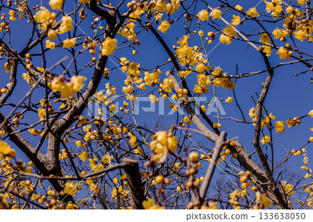 那些含蓄而優雅地綻放的花朵，經受住冬日的嚴寒，迎接溫暖的春天。 133638050