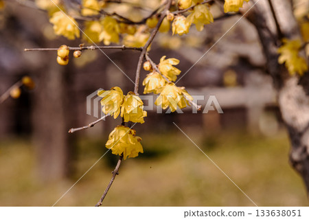 那些含蓄而優雅地綻放的花朵，經受住冬日的嚴寒，迎接溫暖的春天。 133638051