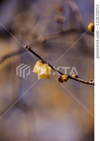 Flowers that bloom modestly and gracefully, enduring the cold of winter and welcoming the warm spring 133638053