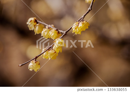 那些含蓄而優雅地綻放的花朵，經受住冬日的嚴寒，迎接溫暖的春天。 133638055