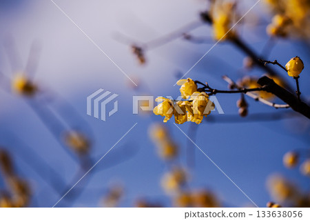 Flowers that bloom modestly and gracefully, enduring the cold of winter and welcoming the warm spring 133638056