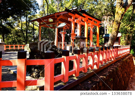 Kyoto Prefecture, Fushimi Inari Taisha Shrine, Rooted Pine Tree, Fukakusa Yabunouchicho, Fushimi Ward, Kyoto City, February 2022 133638078