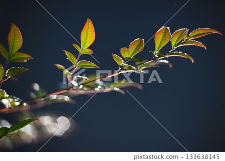 沾滿露水的南天竹葉 133638145