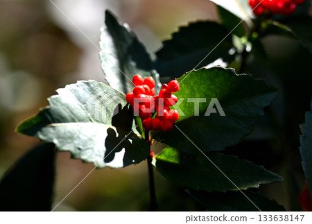 Colorful Chinese lanterns 133638147