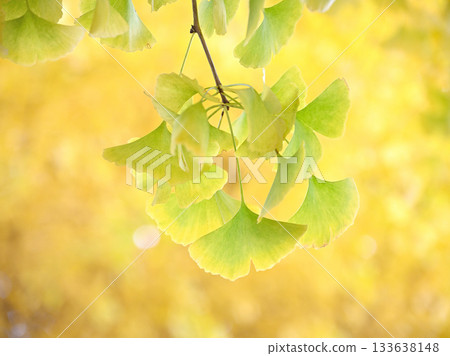 Gingko leaf coloring Gingko leaf coloring 133638148
