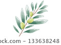 Hand-painted watercolor simple olive branch illustration material Olive Branch 133638248