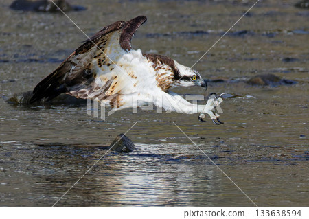 An osprey stretching its legs and spreading its claws An osprey stretching its legs and spreading its claws 133638594