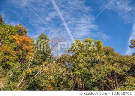 滋賀縣近江八幡市長明寺山森林景色 133638701