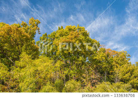 滋賀縣近江八幡市長明寺山森林景色 133638708