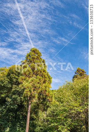 滋賀縣近江八幡市長明寺山森林景色 133638715