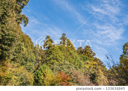 滋賀縣近江八幡市長明寺山森林景色 滋賀縣近江八幡市長明寺山森林景色 133638845