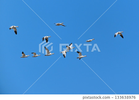 A flock of snow geese flying over the Tokachi Plain in Hokkaido in spring 133638976
