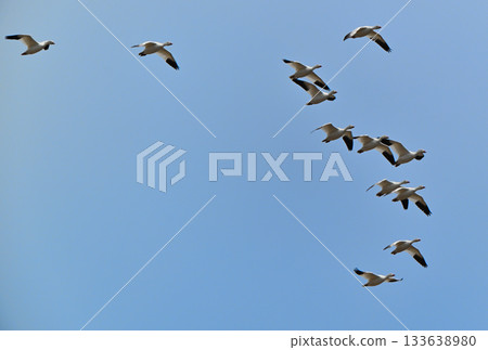 A flock of snow geese flying over the Tokachi Plain in Hokkaido in spring A flock of snow geese flying over the Tokachi Plain in Hokkaido in spring 133638980
