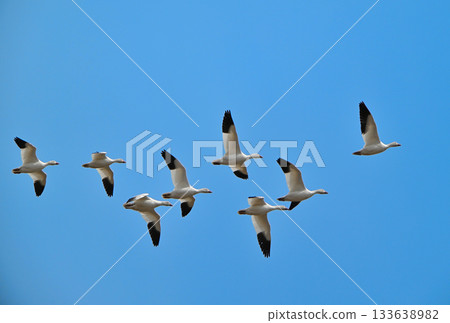 A flock of snow geese flying over the Tokachi Plain in Hokkaido in spring 133638982