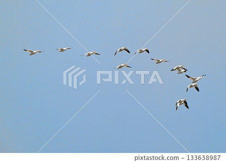 A flock of snow geese flying over the Tokachi Plain in Hokkaido in spring A flock of snow geese flying over the Tokachi Plain in Hokkaido in spring 133638987