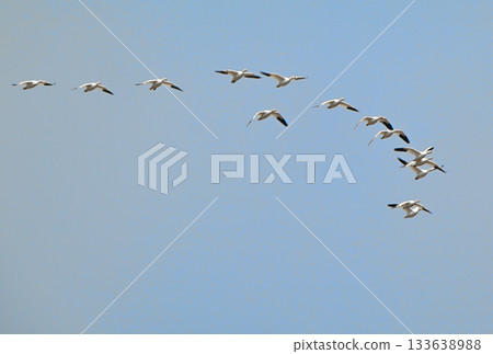 A flock of snow geese flying over the Tokachi Plain in Hokkaido in spring 133638988