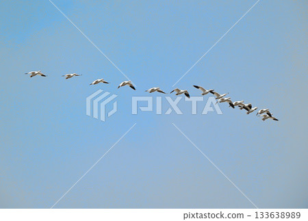 A flock of snow geese flying over the Tokachi Plain in Hokkaido in spring A flock of snow geese flying over the Tokachi Plain in Hokkaido in spring 133638989