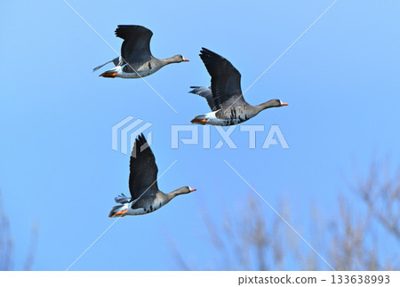 A flock of white-fronted geese flying over the Tokachi Plain in Hokkaido in spring 133638993