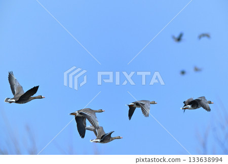 A flock of white-fronted geese flying over the Tokachi Plain in Hokkaido in spring A flock of white-fronted geese flying over the Tokachi Plain in Hokkaido in spring 133638994