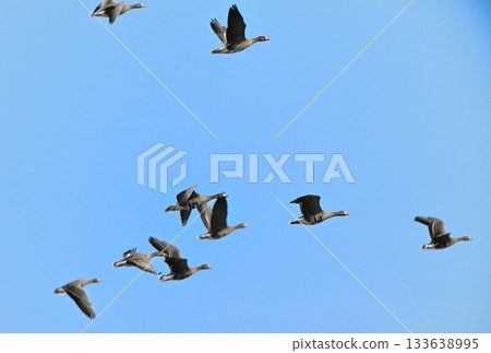 A flock of white-fronted geese flying over the Tokachi Plain in Hokkaido in spring A flock of white-fronted geese flying over the Tokachi Plain in Hokkaido in spring 133638995