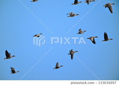A flock of white-fronted geese flying over the Tokachi Plain in Hokkaido in spring A flock of white-fronted geese flying over the Tokachi Plain in Hokkaido in spring 133638997