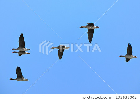 A flock of white-fronted geese flying over the Tokachi Plain in Hokkaido in spring 133639002