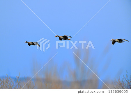 春天，一群白額雁飛越北海道的十勝平原。 133639005