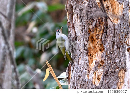 A Grey-headed Woodpecker searching for food on a tree trunk in a park in Hokkaido 133639027