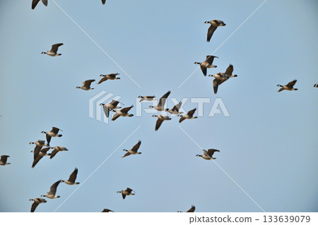A flock of Great Tit Geese flying over the Tokachi Plain in Hokkaido in spring A flock of Great Tit Geese flying over the Tokachi Plain in Hokkaido in spring 133639079