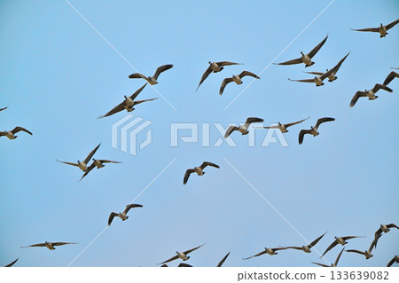 A flock of Great Tit Geese flying over the Tokachi Plain in Hokkaido in spring A flock of Great Tit Geese flying over the Tokachi Plain in Hokkaido in spring 133639082