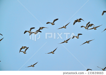 A flock of Great Tit Geese flying over the Tokachi Plain in Hokkaido in spring A flock of Great Tit Geese flying over the Tokachi Plain in Hokkaido in spring 133639083