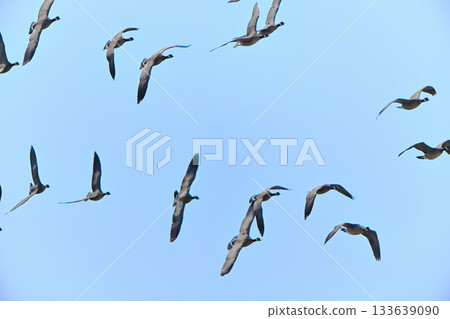 A flock of Great Tit Geese flying over the Tokachi Plain in Hokkaido in spring A flock of Great Tit Geese flying over the Tokachi Plain in Hokkaido in spring 133639090