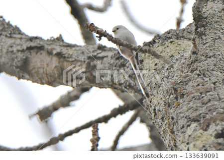 Long-tailed tit perches on a tree in a park in Hokkaido in winter Long-tailed tit perches on a tree in a park in Hokkaido in winter 133639091