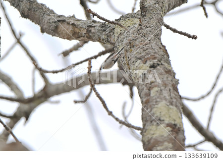 A long-tailed tit takes off from a nest it is building in a park in Hokkaido in winter A long-tailed tit takes off from a nest it is building in a park in Hokkaido in winter 133639109