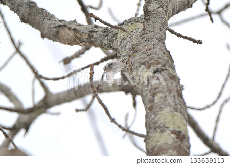 A long-tailed tit takes off from a nest it is building in a park in Hokkaido in winter A long-tailed tit takes off from a nest it is building in a park in Hokkaido in winter 133639113