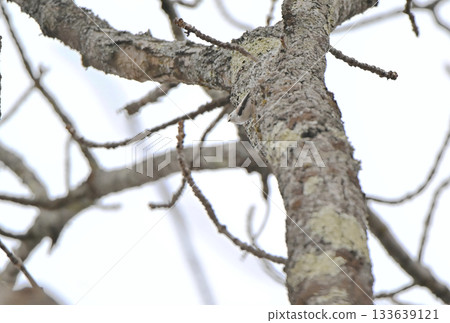 A long-tailed tit takes off from a nest it is building in a park in Hokkaido in winter 133639121