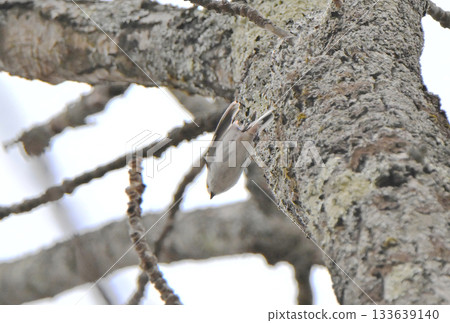 A long-tailed tit takes off from a nest it is building in a park in Hokkaido in winter 133639140