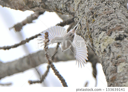 A long-tailed tit takes off from a nest it is building in a park in Hokkaido in winter 133639141