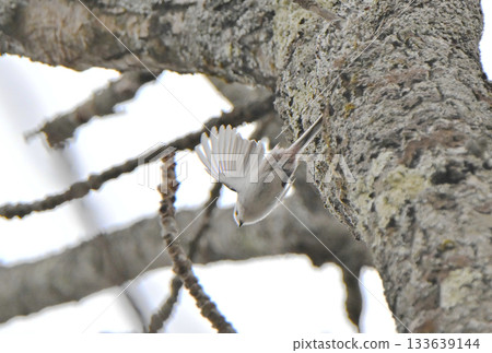 A long-tailed tit takes off from a nest it is building in a park in Hokkaido in winter A long-tailed tit takes off from a nest it is building in a park in Hokkaido in winter 133639144
